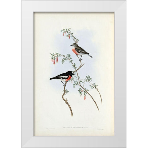 Scarlet Breasted Robin  White Modern Wood Framed Art Print by Gould, John
