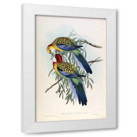 Splendid Parakeet White Modern Wood Framed Art Print by Gould, John