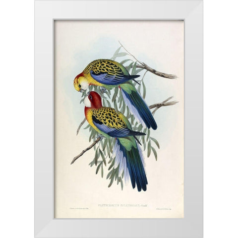 Splendid Parakeet White Modern Wood Framed Art Print by Gould, John