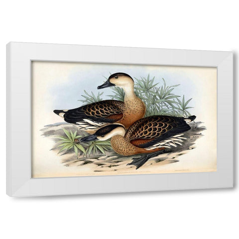 Whistling Duck White Modern Wood Framed Art Print by Gould, John