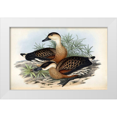 Whistling Duck White Modern Wood Framed Art Print by Gould, John