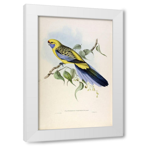 Yellow Rumped Parakeet White Modern Wood Framed Art Print by Gould, John