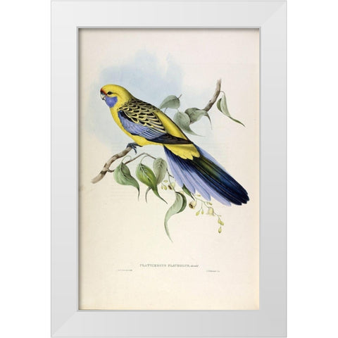 Yellow Rumped Parakeet White Modern Wood Framed Art Print by Gould, John