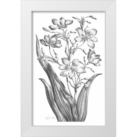 Tiger Ixia White Modern Wood Framed Art Print by Hill, John