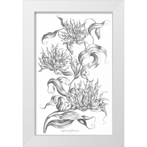 Imperial Gloriosa White Modern Wood Framed Art Print by Hill, John