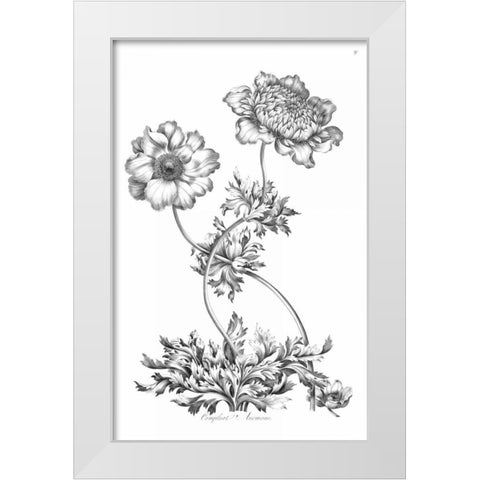Complete Anemony White Modern Wood Framed Art Print by Hill, John