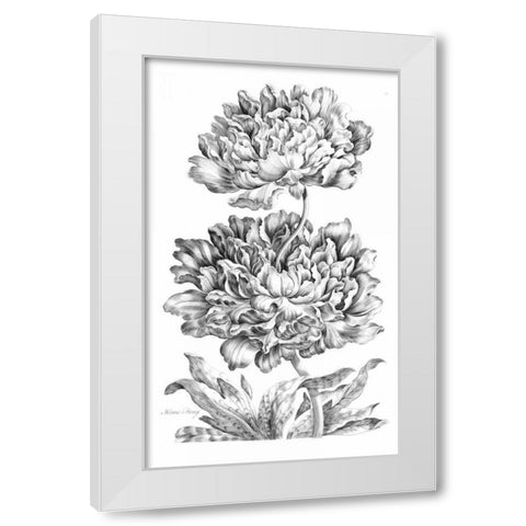 Heroic Peony White Modern Wood Framed Art Print by Hill, John
