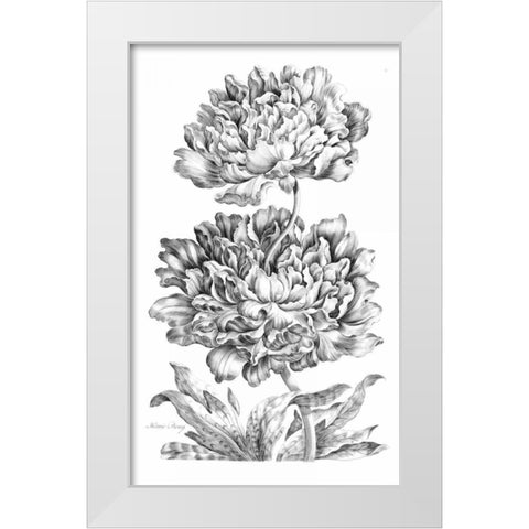 Heroic Peony White Modern Wood Framed Art Print by Hill, John