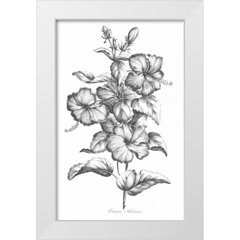 Crimson Hibiscus White Modern Wood Framed Art Print by Hill, John