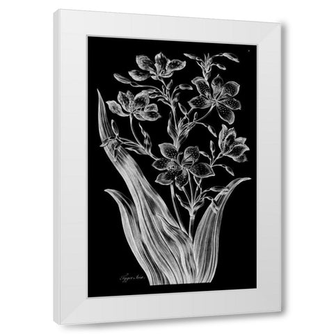Tiger Ixia White Modern Wood Framed Art Print by Hill, John