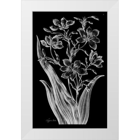 Tiger Ixia White Modern Wood Framed Art Print by Hill, John