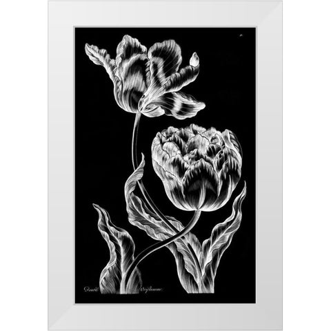 Double Oriflamme White Modern Wood Framed Art Print by Hill, John