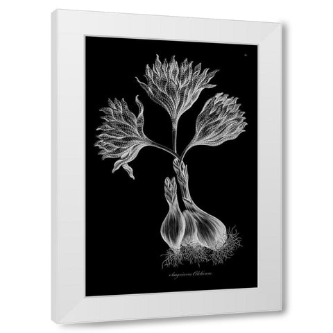 Sanguineous Colchicum White Modern Wood Framed Art Print by Hill, John
