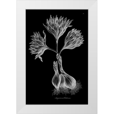 Sanguineous Colchicum White Modern Wood Framed Art Print by Hill, John