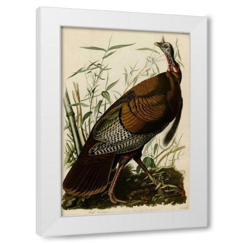 Willd Turkey White Modern Wood Framed Art Print by Audubon, John James