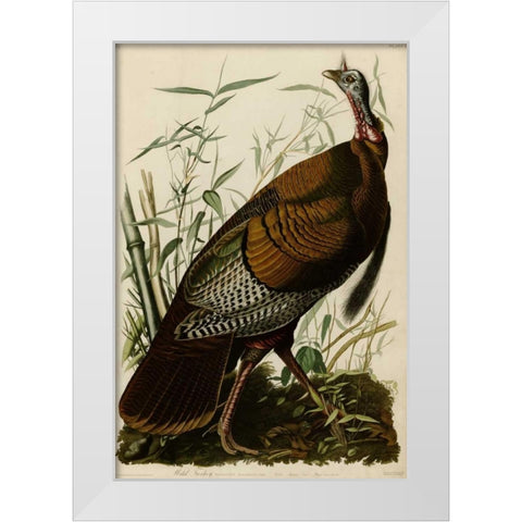 Willd Turkey White Modern Wood Framed Art Print by Audubon, John James