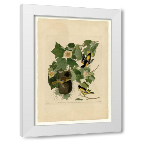 Baltimore Oriole White Modern Wood Framed Art Print by Audubon, John James