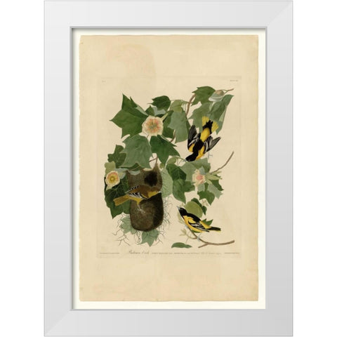 Baltimore Oriole White Modern Wood Framed Art Print by Audubon, John James