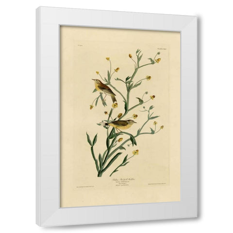 Yellow Red-Poll Warbler White Modern Wood Framed Art Print by Audubon, John James