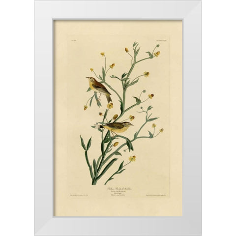 Yellow Red-Poll Warbler White Modern Wood Framed Art Print by Audubon, John James