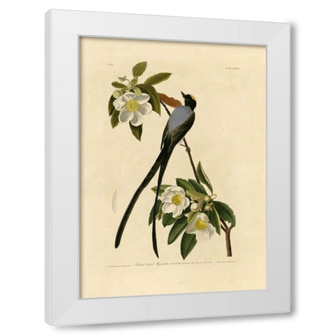 Fork-Tailed Flycatcher White Modern Wood Framed Art Print by Audubon, John James