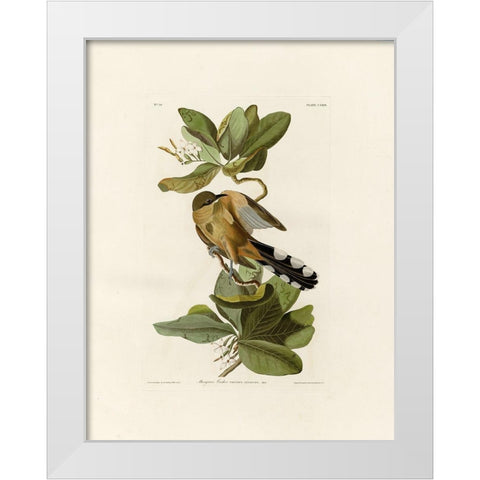 Mangrove Cuckoo White Modern Wood Framed Art Print by Audubon, John James