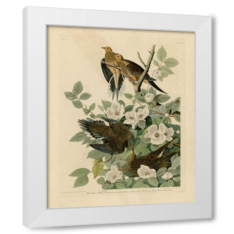 Carolina Turtle Dove White Modern Wood Framed Art Print by Audubon, John James
