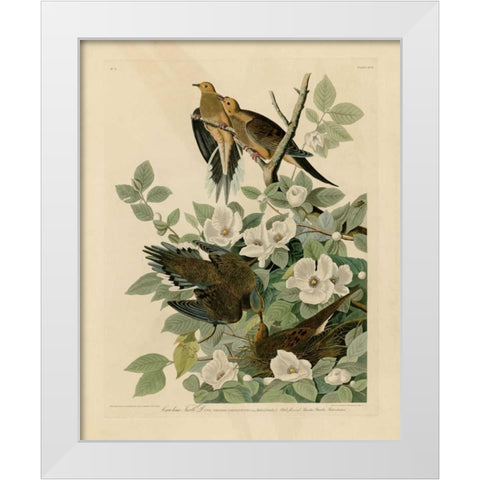 Carolina Turtle Dove White Modern Wood Framed Art Print by Audubon, John James