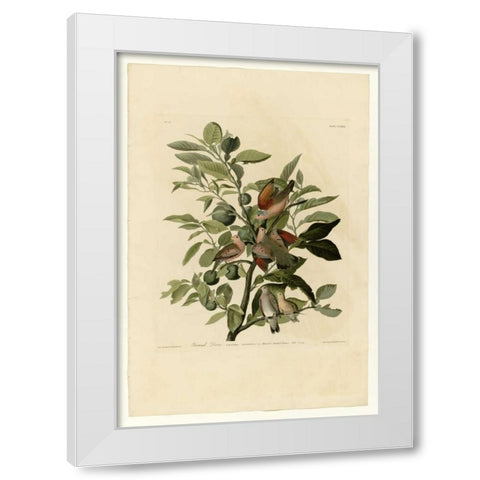 Ground Dove White Modern Wood Framed Art Print by Audubon, John James