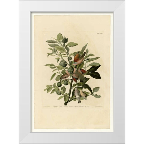 Ground Dove White Modern Wood Framed Art Print by Audubon, John James