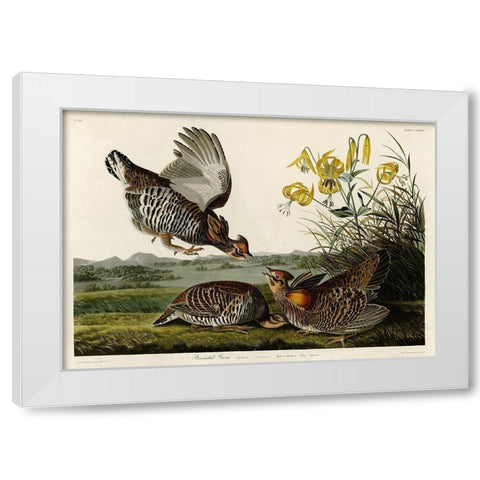 Pinnated Grouse White Modern Wood Framed Art Print by Audubon, John James