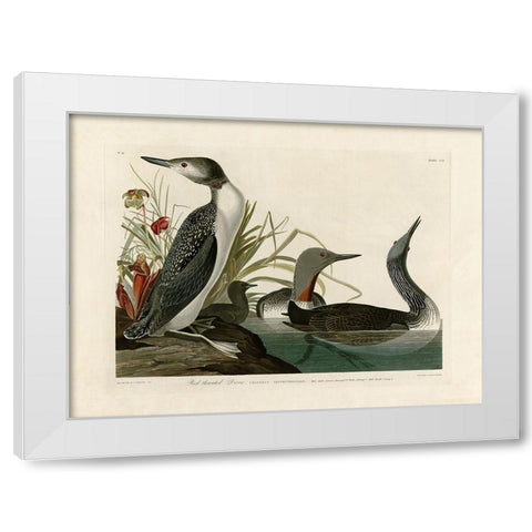 Red Throated Diver White Modern Wood Framed Art Print by Audubon, John James