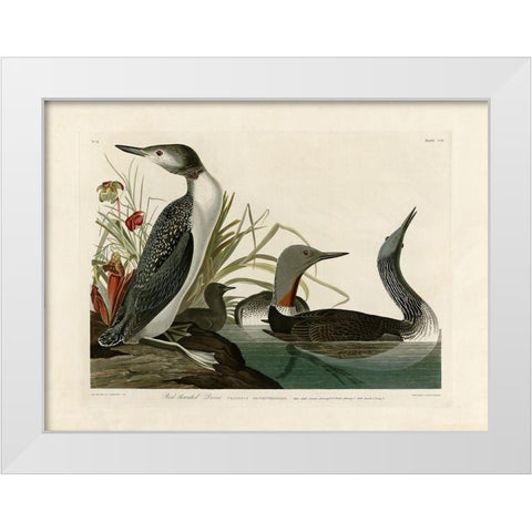 Red Throated Diver White Modern Wood Framed Art Print by Audubon, John James