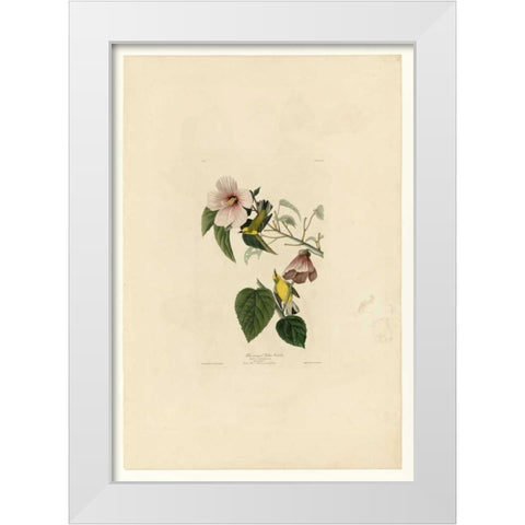 Blue Winged Yellow Warbler White Modern Wood Framed Art Print by Audubon, John James