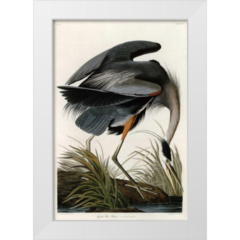 Great Blue Heron White Modern Wood Framed Art Print by Audubon, John James