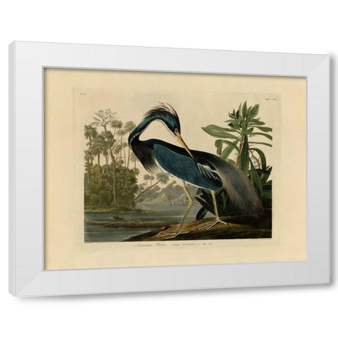 Louisiana Heron White Modern Wood Framed Art Print by Audubon, John James