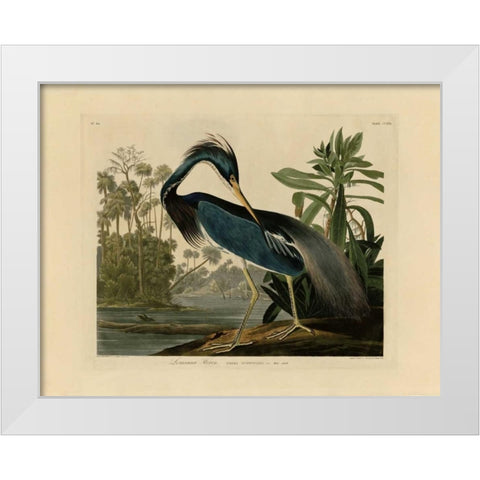 Louisiana Heron White Modern Wood Framed Art Print by Audubon, John James