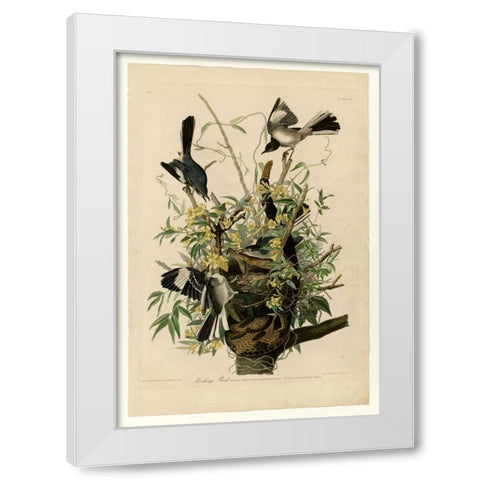 Mocking Bird White Modern Wood Framed Art Print by Audubon, John James