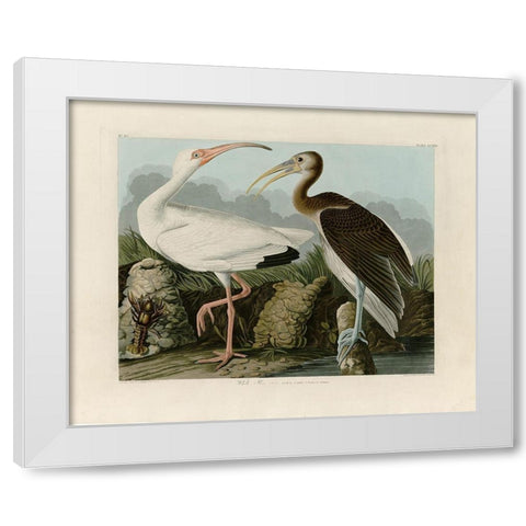 Ibis White Modern Wood Framed Art Print by Audubon, John James
