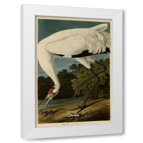 Hooping Crane White Modern Wood Framed Art Print by Audubon, John James