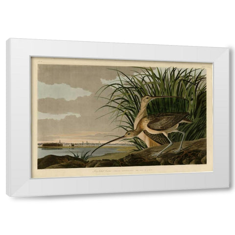 Long Billed Curlew White Modern Wood Framed Art Print by Audubon, John James