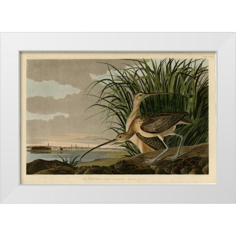 Long Billed Curlew White Modern Wood Framed Art Print by Audubon, John James