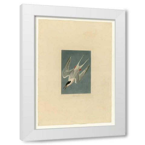 Roseate Tern White Modern Wood Framed Art Print by Audubon, John James