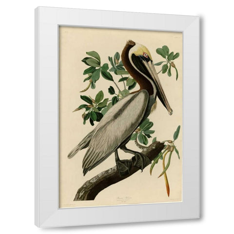 Brown Pelican White Modern Wood Framed Art Print by Audubon, John James