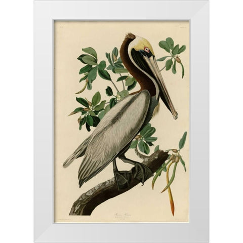 Brown Pelican White Modern Wood Framed Art Print by Audubon, John James
