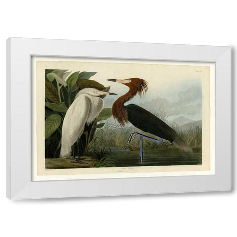 Purple Heron White Modern Wood Framed Art Print by Audubon, John James