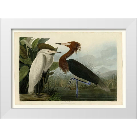 Purple Heron White Modern Wood Framed Art Print by Audubon, John James