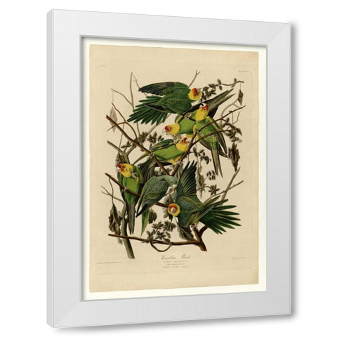Carolina Parrot White Modern Wood Framed Art Print by Audubon, John James
