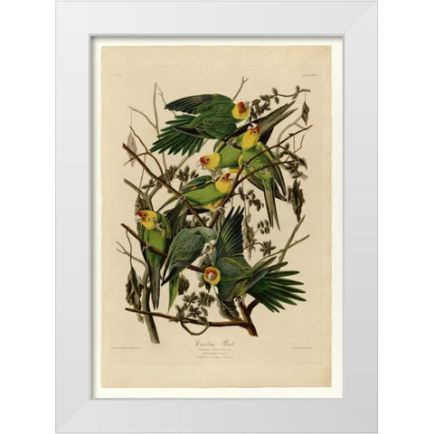 Carolina Parrot White Modern Wood Framed Art Print by Audubon, John James