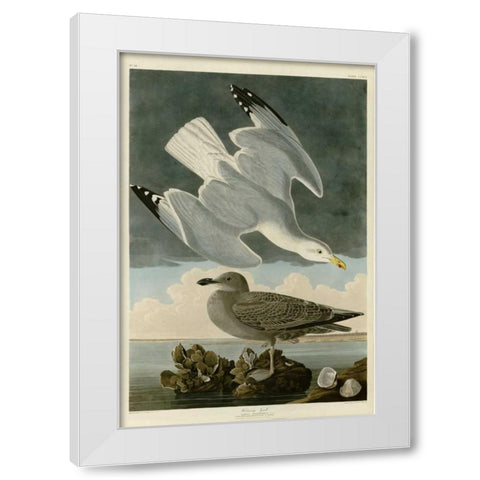 Herring Gull White Modern Wood Framed Art Print by Audubon, John James